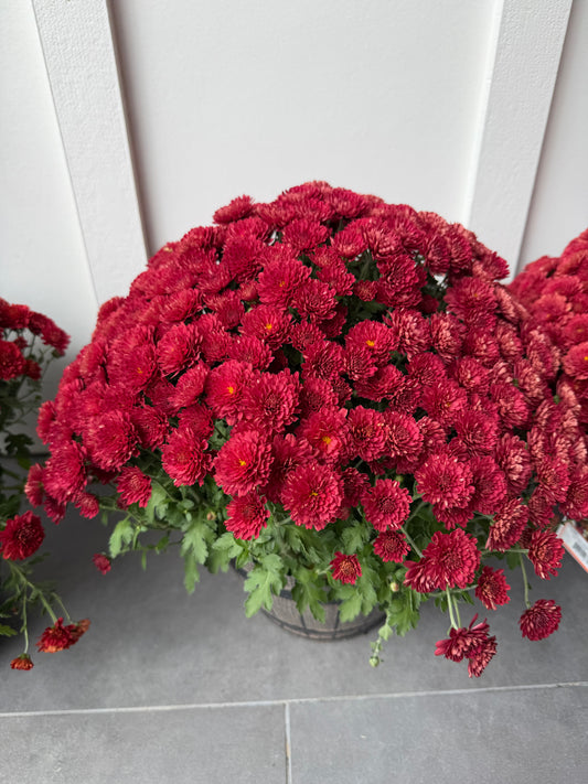 6 Red Mums